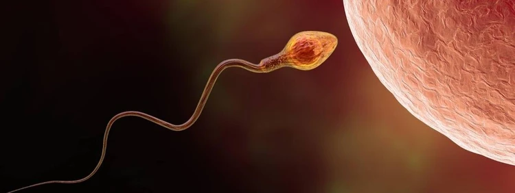 How Long Can Sperm Live?